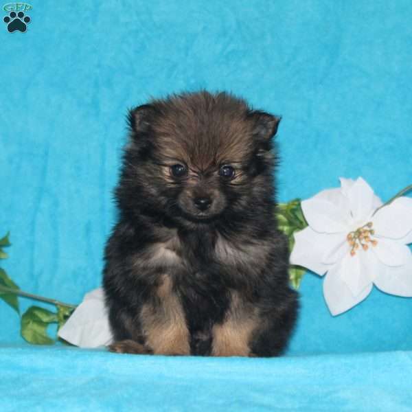 Brittany, Pomeranian Puppy